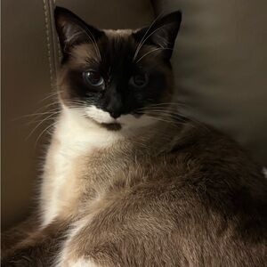 Meet your Posher, Dawn